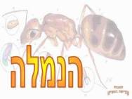 הנמלה 