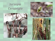 שעווניות <BR/> Ceropegia Spp