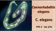 C. Elegans <BR/>Second part