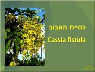 כסיית האבוב<BR/>Cassia fistula