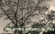 צמחי נוי הפורחים במאי