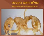נמלת האש הקטנה<BR/> Wasmannia Auropunctata