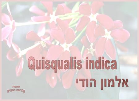 אלמון הודי<BR/>Quisqualis Indica