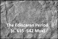 The Ediacaran Period