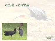 מגלנים - איביס