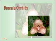 Dracula orchids