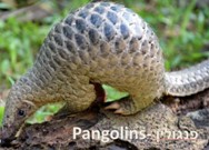 פנגולין –Pangolins