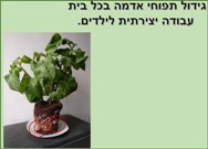 גידול תםוחי אדמה בכל בית