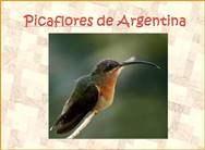  Picaflores de Argentina  <BR/>Argentina Hummingbirds