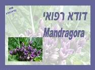 דודא רפואי<BR />Mandragora