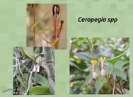 <BR/> English Ceropegia Spp