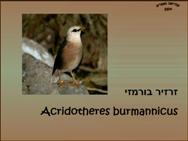 הזרזיר הבורמזי