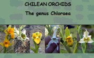 CHILEAN ORCHIDS<BR/>Chloraea