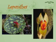 Lepanrhes orchids<BR/>מצגת שנייה