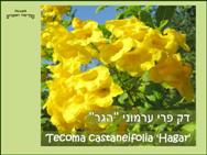 דק פרי ערמוני <BR/>Tecoma Castaneifolia