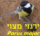 ירגזים<BR/>יהודה כץ