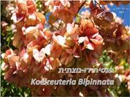 פנסית דו-נוצתית <BR/>Koelreuteria Bipinnata