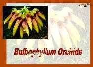 Bulbophyllium Orchids<BR/>סחלב בולבופיליום