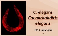 C. Elegans<BR/>First part