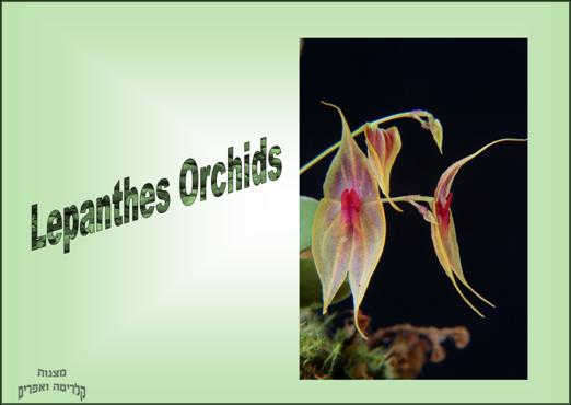 Lepanthes Orchids