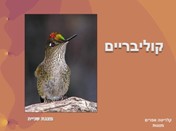 קוליבריים<BR/>מצגת שנייה