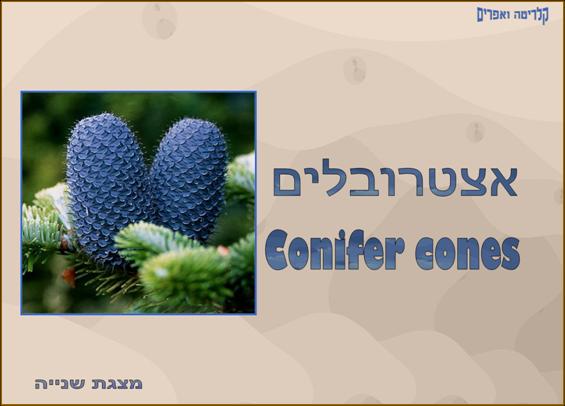 אצטרובלים<BR/>מצגת שנייה