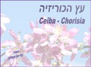 עץ הכוריסיה-Chorisia-Ceiba