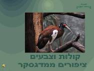 קולות וצבעים <BR/> ציפורים ממדגסקר