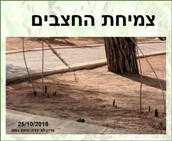 צמיחת החצבים