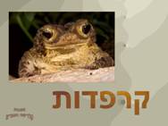 קרפדות-Toads