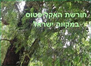 חורשת האיקליפטוס במקווה ישראל