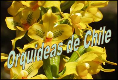 Orchids of Chile<BR/> Orquideas  Chilenas