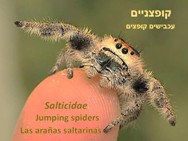 עכבישים קופצניים<BR/>jumping spider