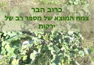 כרוב הבר  צמח המוצא של מספר רב של ירקות